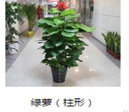 绿色植物 绿萝