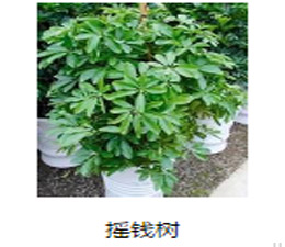 绿色植物  摇钱树