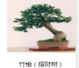 绿色植物  竹柏